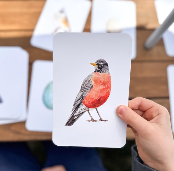 North American Backyard Bird and Egg Learning Cards | Montessori Bird Flashcards | Homeschool Nature Study | Educational Cards