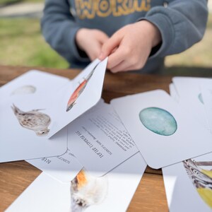K&ouml;nnte beinhalten: Ein Satz Lerntafeln mit Illustrationen von V&ouml;geln und ihren Eiern. Die Karten enthalten den wissenschaftlichen Namen, den gebr&auml;uchlichen Namen und eine Beschreibung des Aussehens und des Lebensraums des Vogels. Die Karten sind auf wei&szlig;em Karton mit blauem Rand gedruckt.