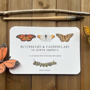 Butterfly and Caterpillar Learning Cards | Montessori Insect Flashcards | Homeschool Nature Table | Educational Cards | Child Gift Idea