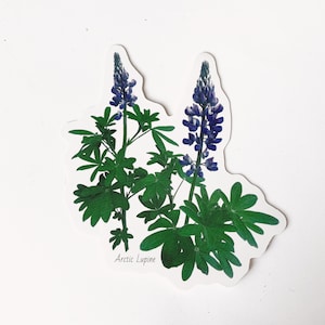 Lupin arctique Sticker