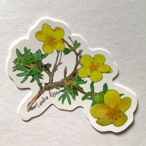 Tundra Rose Sticker