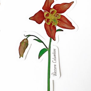 Westerse Columbine Wildflower-sticker