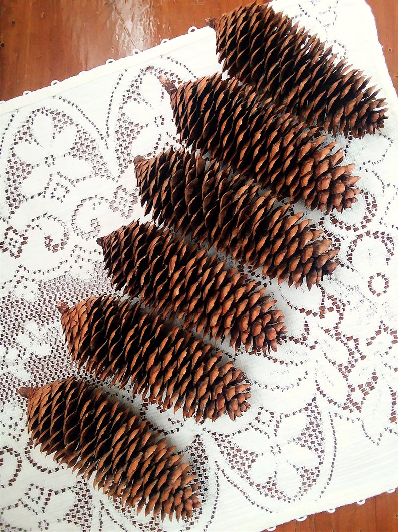 Natural Long Spruce Pine Cones 6 Count 5 12-6