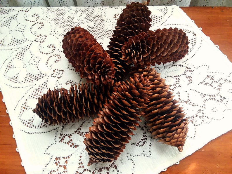 Natural Long Spruce Pine Cones 6 Count 5 12-6