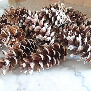 Eastern White Pine Cones Baker&#39;s Dozen (13 count) for Decorating, Wreaths, Crafts, Pine Wedding, Natural Woodsy Home Decor