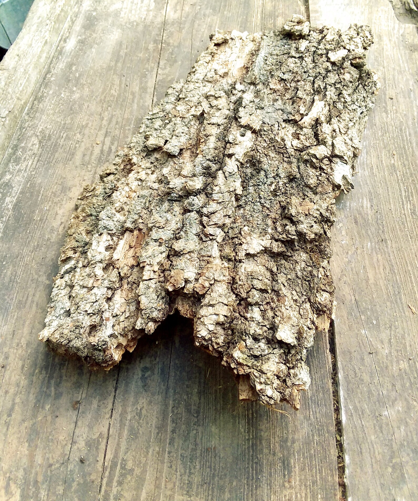 Box Elder Bark | BOX ELDER – YXYKU