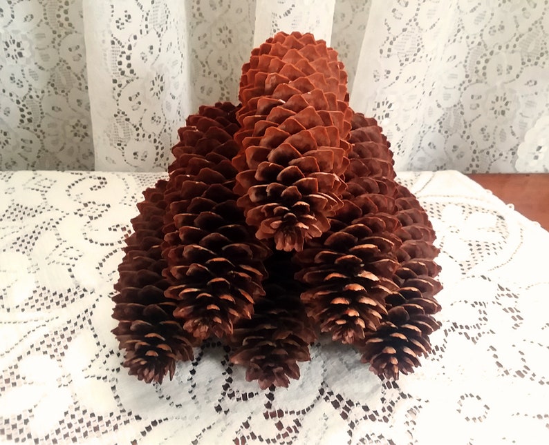 Natural Long Spruce Pine Cones 6 Count 5 12-6
