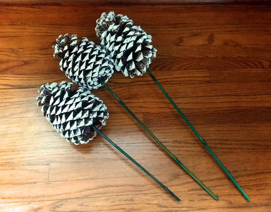 Whitetip Longleaf Pine Cones on Sticks Set of Three, Large White
