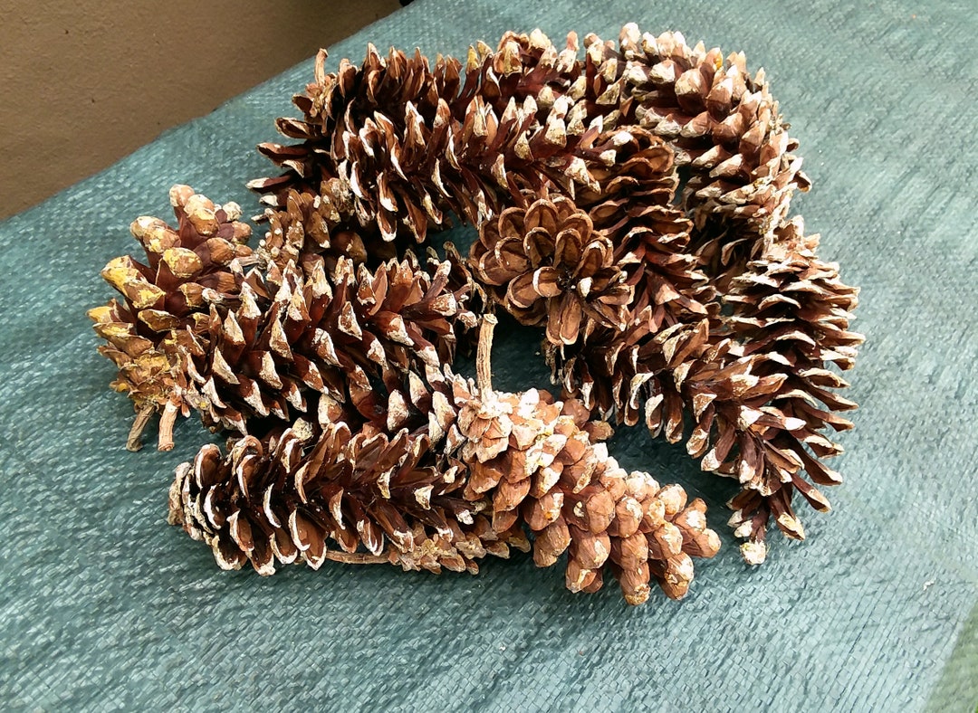 Eastern White Pine Cones With Natural White Tips 20 Ct.two Etsy