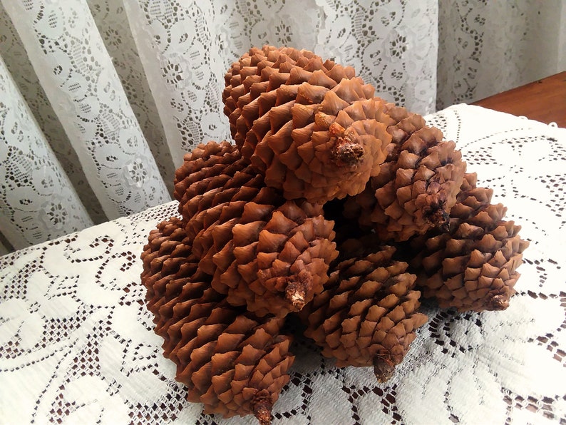 Natural Long Spruce Pine Cones 6 Count 5 12-6