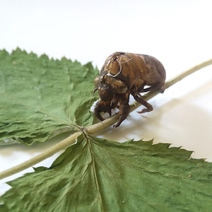 May include: A brown cicada shell clings to a slender stem, positioned above a green leaf with serrated edges. The insect's exoskeleton is detailed, showcasing its form. The natural elements are set against a white background.