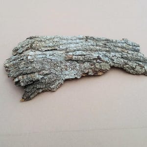 Natural Tree Bark Slab 17 Inch, Box Elder Tree Bark, Terrarium Bark, Nature Art, Fairy Gardens, Mounting Air Plants, Nature Craft Supply
