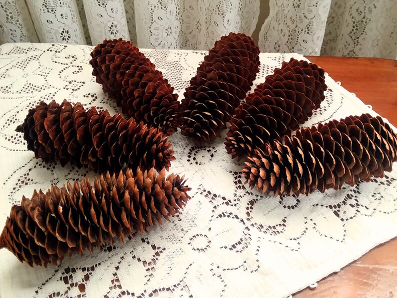 Natural Long Spruce Pine Cones 6 Count 5 12-6