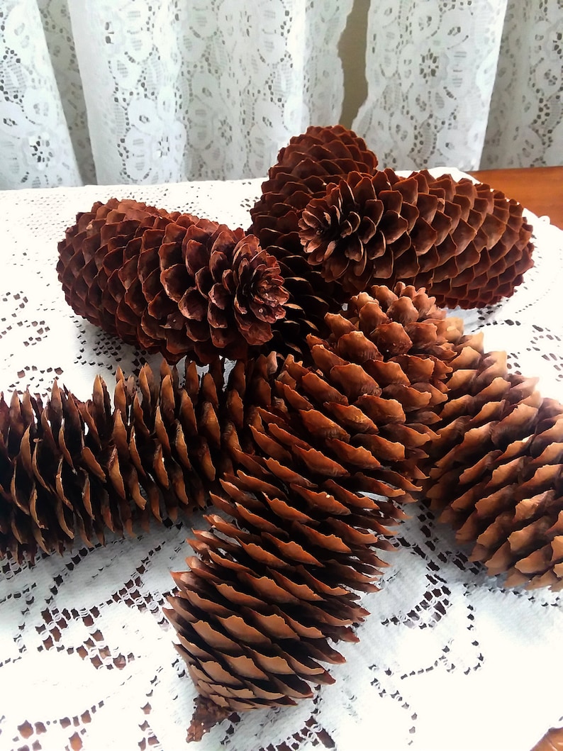 Natural Long Spruce Pine Cones 6 Count 5 12-6
