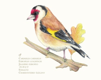 Goldfinch (male). Sheet 13cm x 13cm