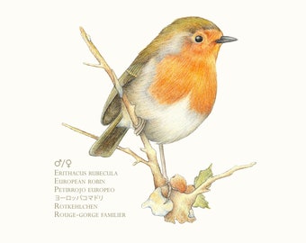 Robin (male). Sheet 13cm x 13cm