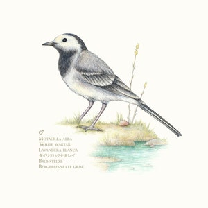 Puede incluir: Un pájaro lavandera blanca con la cabeza negra y una cola larga, posado en una orilla cubierta de hierba cerca de un pequeño estanque. El pájaro está mirando hacia la derecha y tiene el pecho blanco y la espalda gris. El nombre científico de este pájaro es Motacilla alba, y también se conoce como Lavandera Blanca, Lavandera común y Lavandera gris.