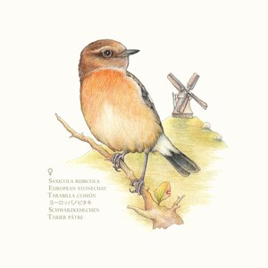 May include: A watercolor illustration of a European Stonechat perched on a branch. The bird is brown, orange, and white with a long tail. The background features a windmill and a grassy field.