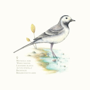 Puede incluir: Ilustración detallada a lápiz de una lavandera blanca, de pie en aguas poco profundas. El ave es principalmente gris y blanca, con una cola larga y patas delgadas. La obra de arte incluye texto con los nombres científicos y comunes del ave.