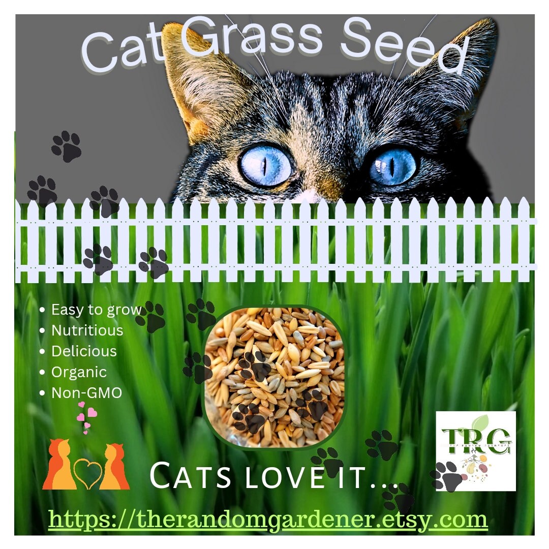 Northwest seed erfolgreicher and pet kittens