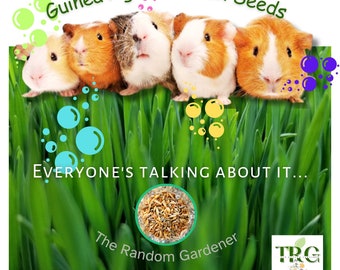Organic Guinea Pig Grass MIX Seeds for Cavie Lover Treat Guinea Pigs Love These Easy to Grow Greens for Healthy Nutritious Treat