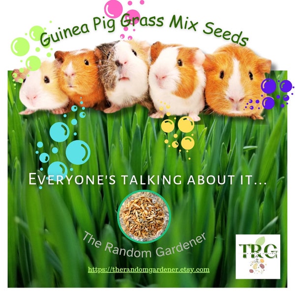 Picture of Guinea Pig - Etsy