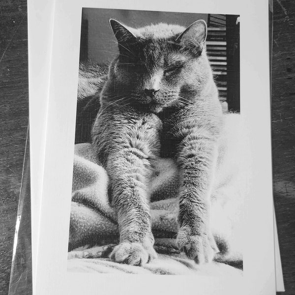 Blank Greeting Card Funny Russian Blue Cat Sleeping 5x7 Fine Art Card  Black and White Photography  Blank Inside with Envelope All Occasion