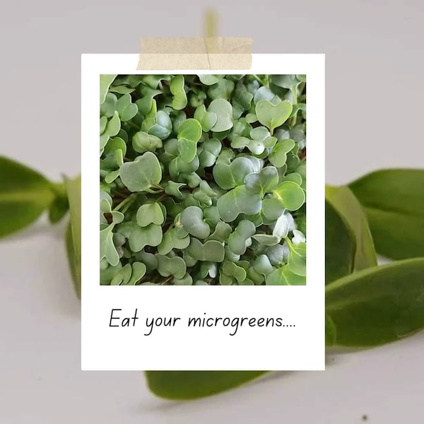 Organic Broccoli Microgreens Seed Pack  Grow Your Own Nutrient Packed Greens Sprouting Seed Microgreens Seed Vegan Vegetarian Non GMO Salad