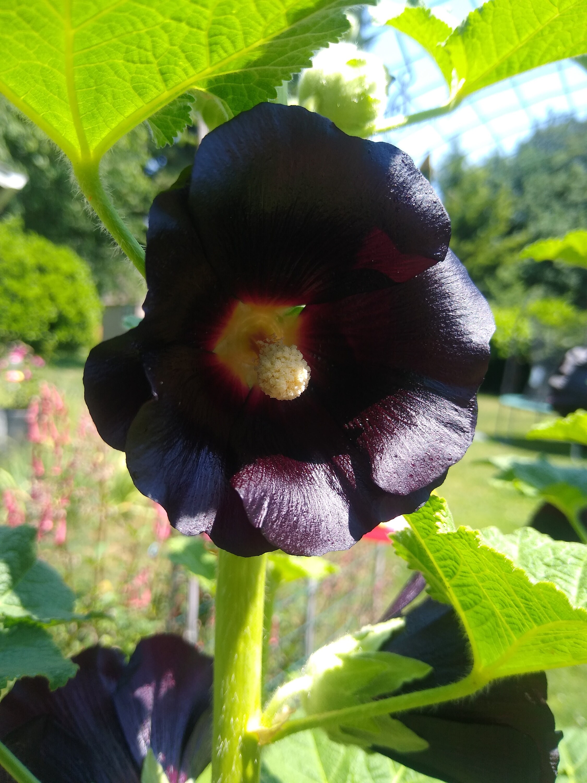 Black Nigra Hollyhock, Perennial Flower Seeds, Sun-loving Perennial, 8