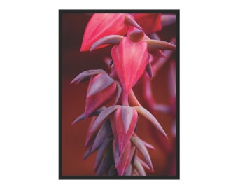 Cascading red succulent flowers (Unframed Prints)