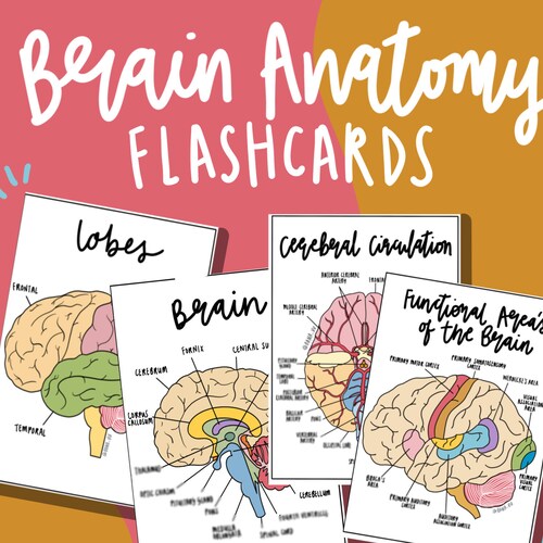 Complete Anatomy Flashcards PDF - Etsy
