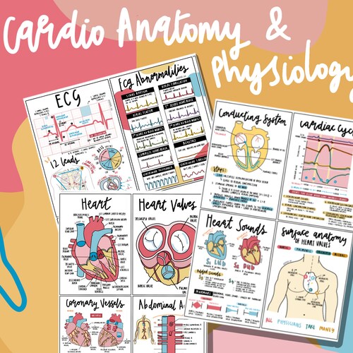 Complete Anatomy Flashcards PDF Etsy