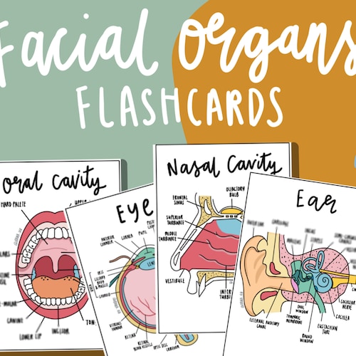 Major Organs Anatomy Flashcards PDF Etsy