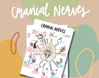 Cranial Nerves Poster (PDF)