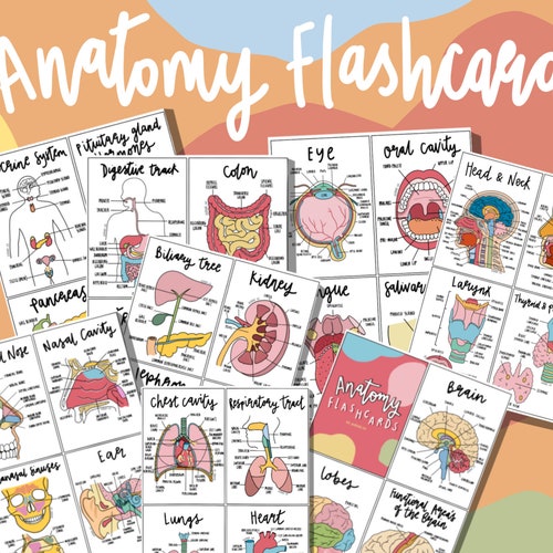 Basic Anatomy Flashcards PDF Etsy