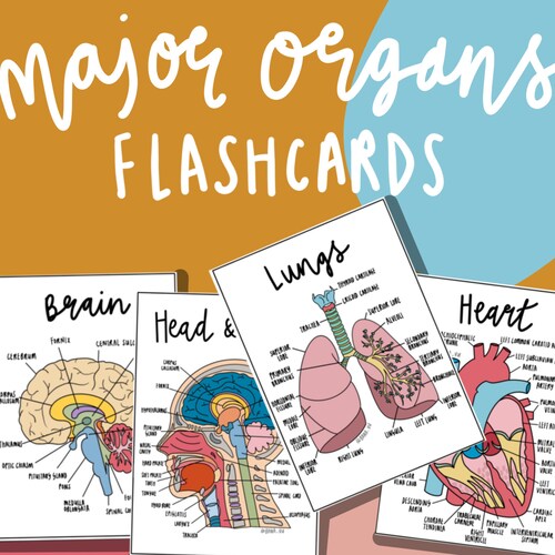 Major Organs Anatomy Flashcards PDF Etsy