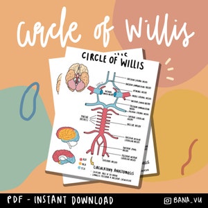May include: A diagram of the Circle of Willis, a network of arteries at the base of the brain. The diagram shows the arteries in red and blue, with labels for each artery. The diagram also includes a key explaining the different arteries.