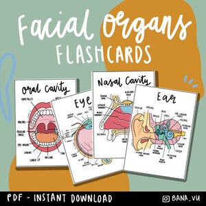 Gezichtsorganen Anatomie Flashcards (PDF)