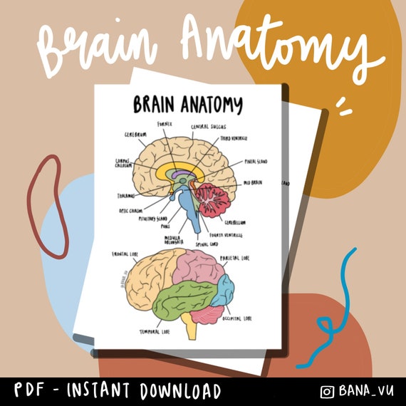 Anatomy of the Brain Poster PDF - Etsy