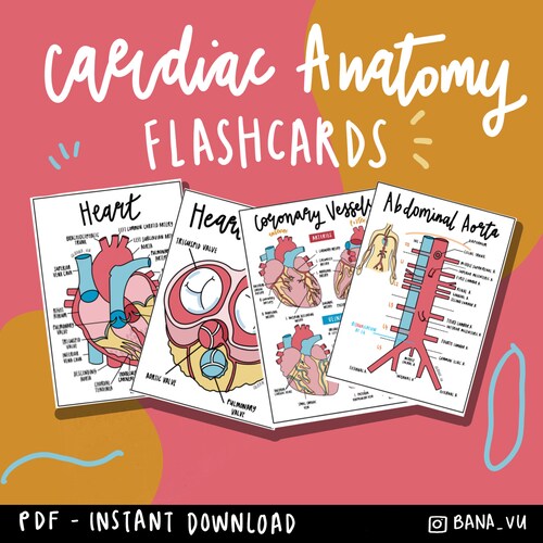 Basic Anatomy Flashcards PDF Etsy