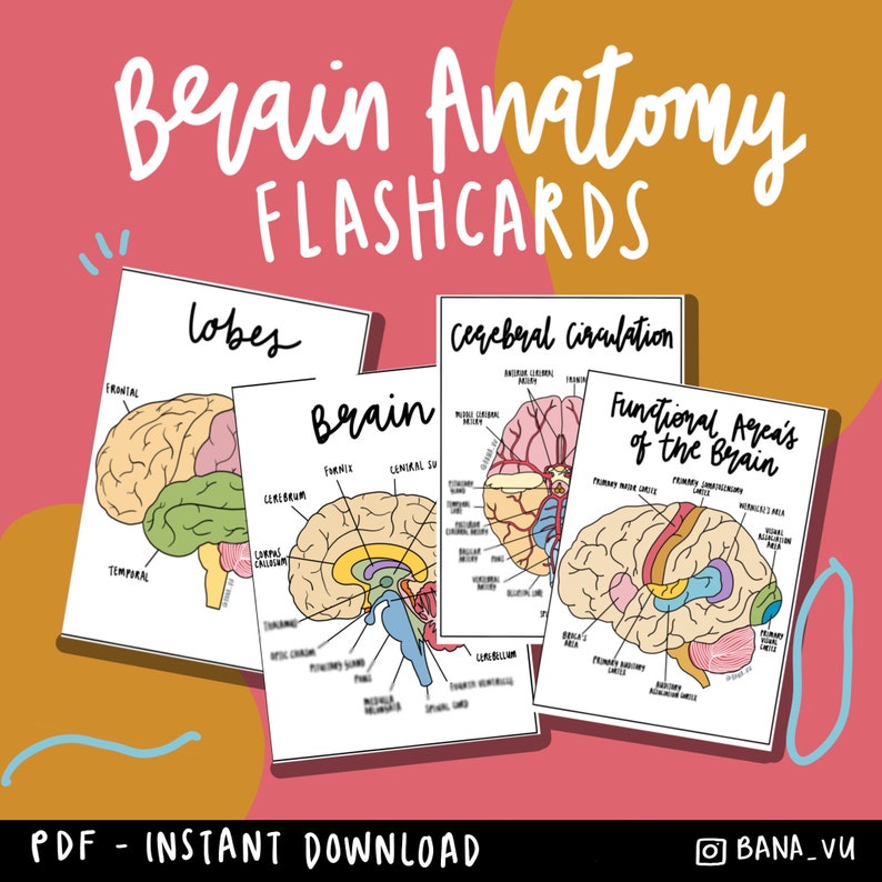 Brain Anatomy Flashcards PDF - Etsy UK