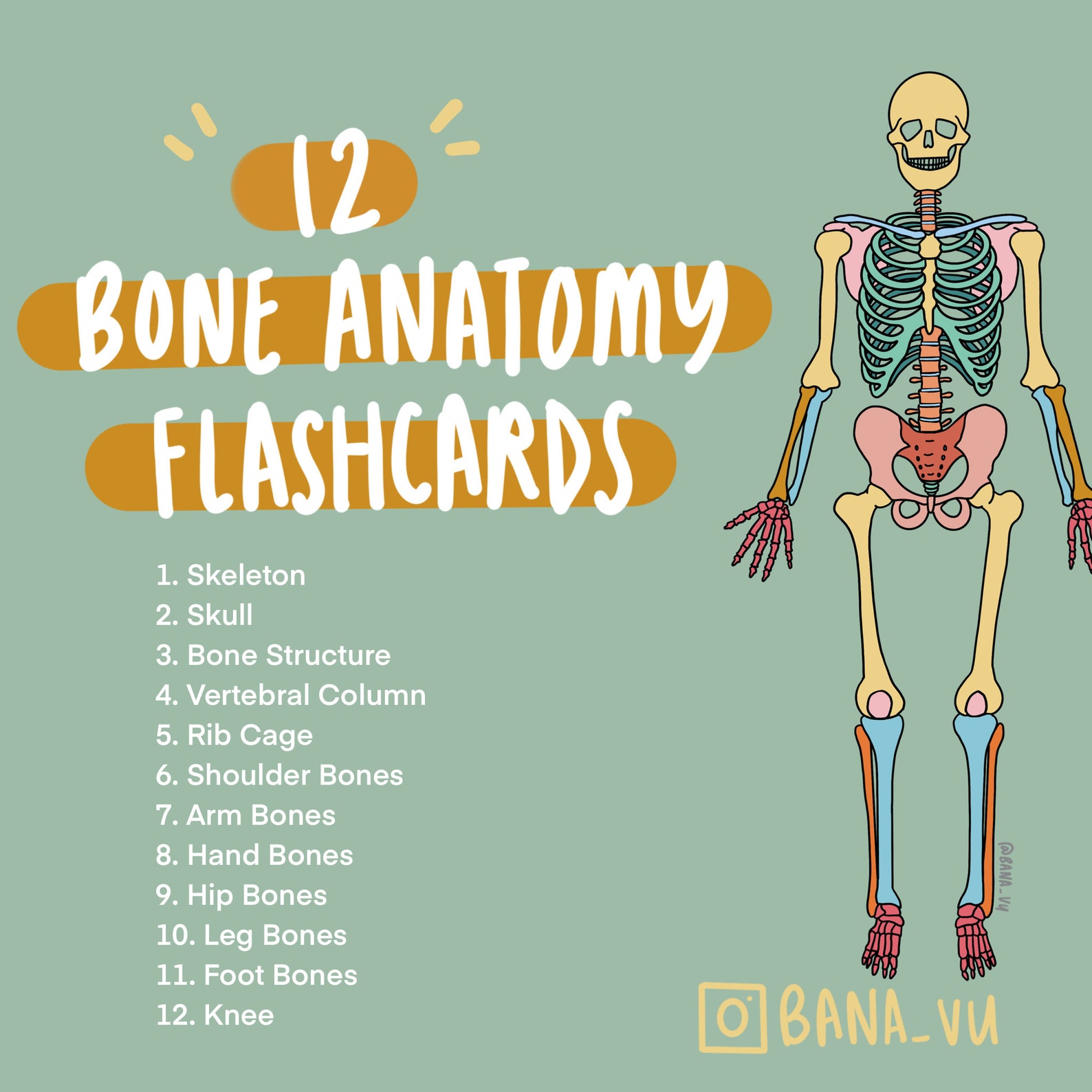 Basic Anatomy Flashcards PDF Biology Diagrams