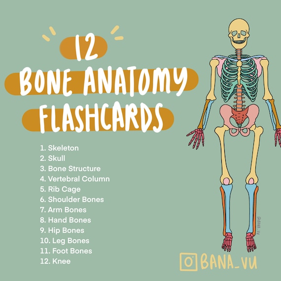 Basic Anatomy Flashcards Pdf Etsy Hong Kong