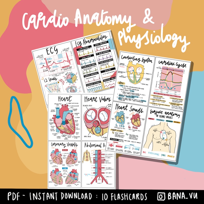 Cardiac Anatomy & Physiology Flashcards PDF Etsy UK
