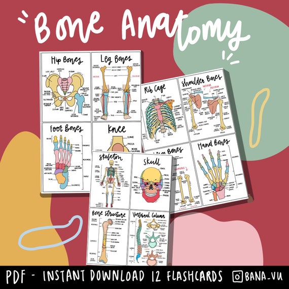 Basic Anatomy Flashcards PDF Etsy