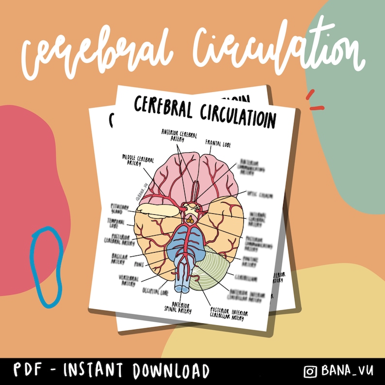 Cerebral Circulation Poster PDF - Etsy