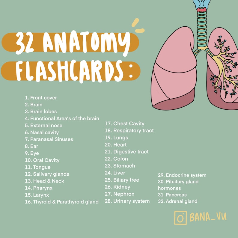 Complete Anatomy Flashcards PDF Etsy