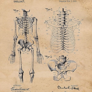 May include: A black and white line drawing of a human skeleton, patent drawing for an anatomical skeleton, patent number 983,547, patented February 7, 1911, inventor Charles E. Fleck.