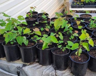 American/Eastern Red Bud baby trees seedlings (17-24+ inches)