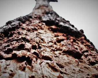 Tree Bark